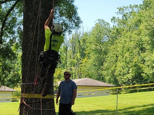 Expert Tree Removal in Northern Virginia and Nearby Areas